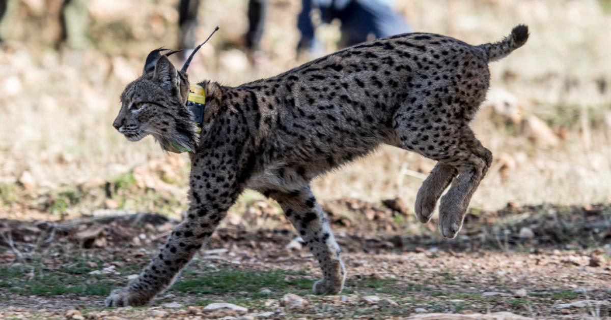 Un lince ibérico, con un collar de control puesto, recupera la libertad en Granada.