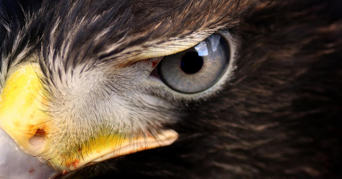 Imagen de archivo de un halcón.