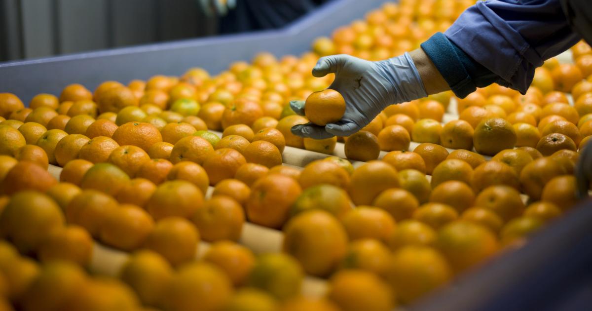 Imagen de archivo de naranjas.