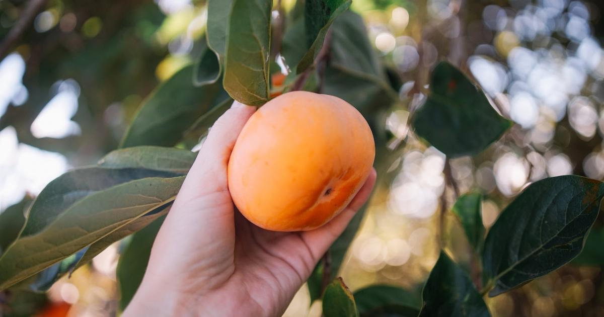 Un agricultor recoge un caqui de un árbol.