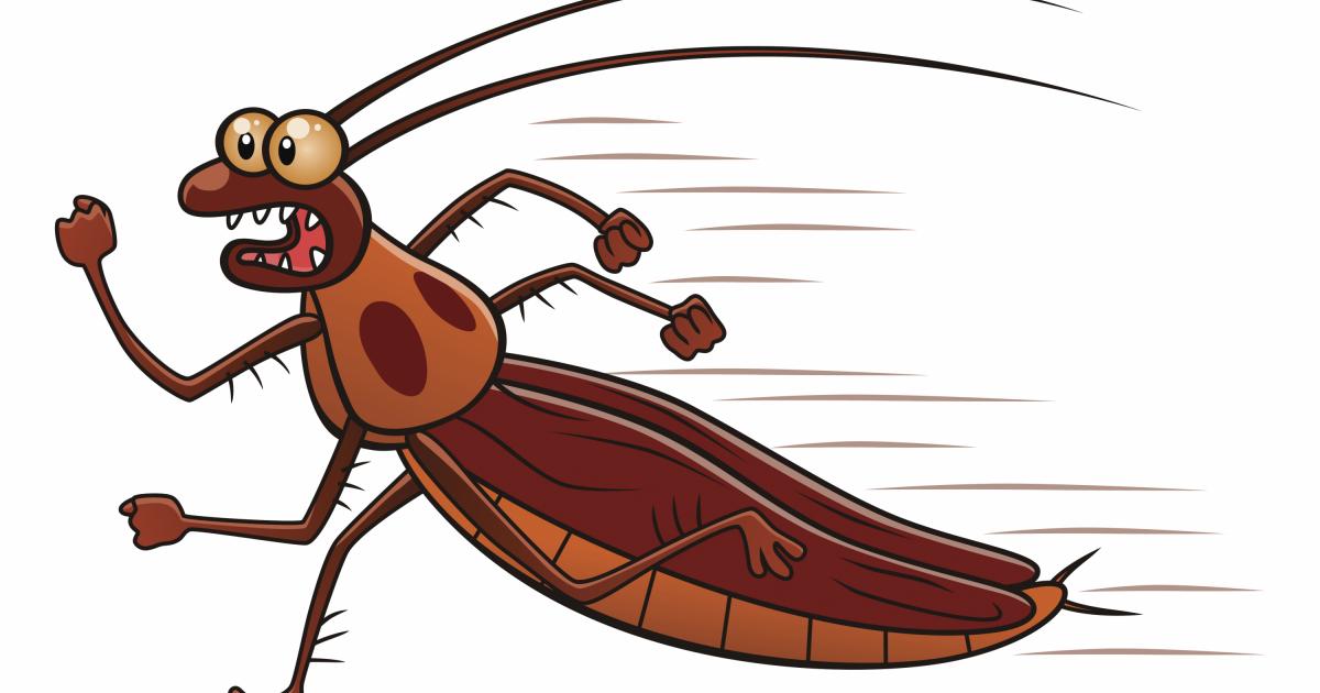 ¿Hay una fórmula mágica para acabar con las cucarachas en casa?