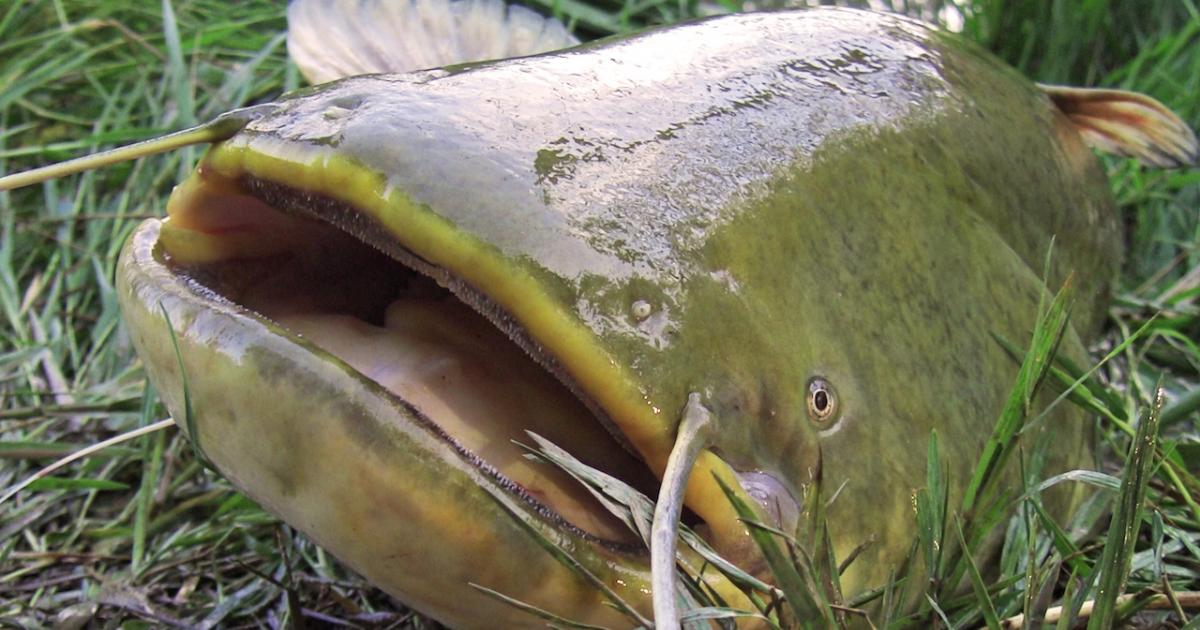 Ejemplar de siluro extraído en el río Ebro.