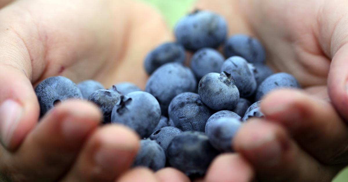 Imagen de archivo de un puñado de arándanos.