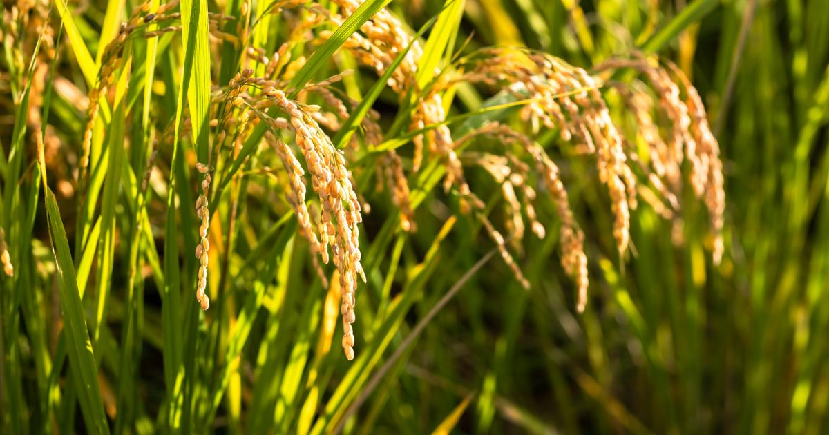 Imagen de archivo de un arrozal.
