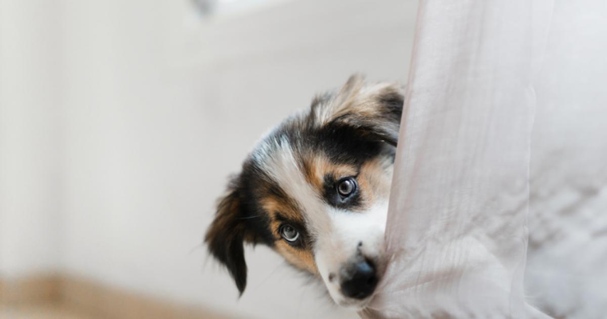 Fotografía de un perro en una imagen de stock.