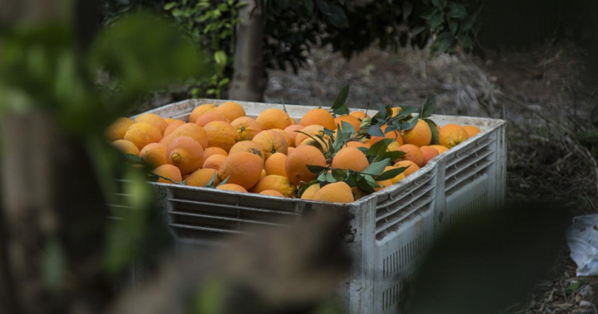 Imagen de archivo de una caja con naranjas.