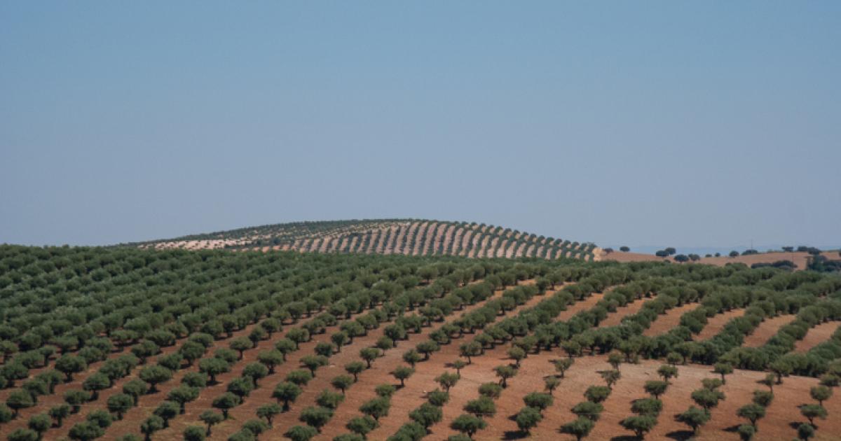 Olivares en Campo Mario, o Alentejo (Portugal).