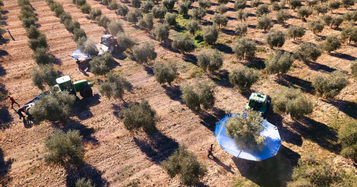 Imagen de archivo de recogida de aceituna en un campo español.