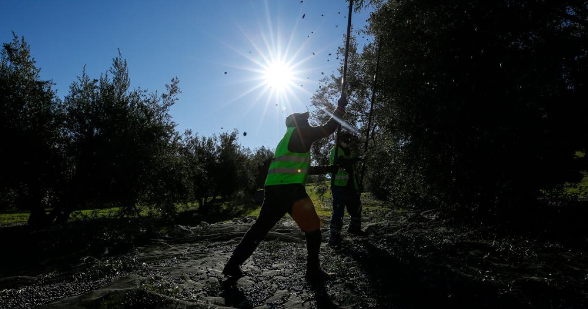 Recogida de aceitunas en un olivar de Jaén.