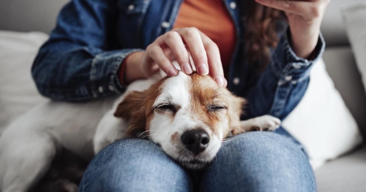 Un ciberataque compromete los datos de los titulares de mascotas en Castilla y León