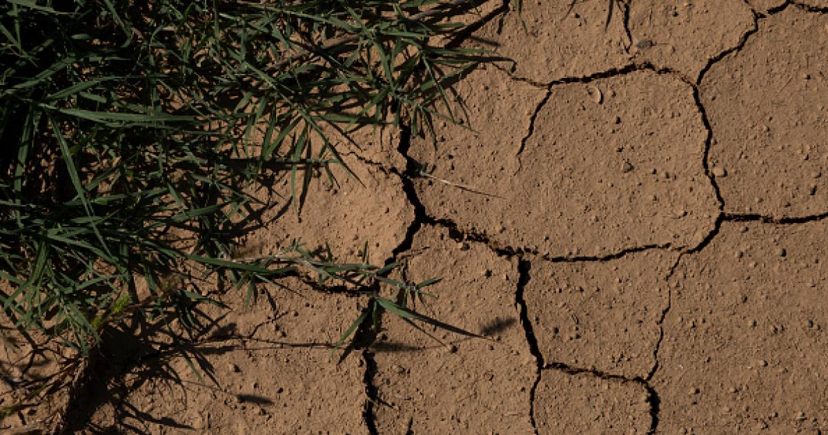 Detalle sequía Baix Empordà (Girona, Cataluña).