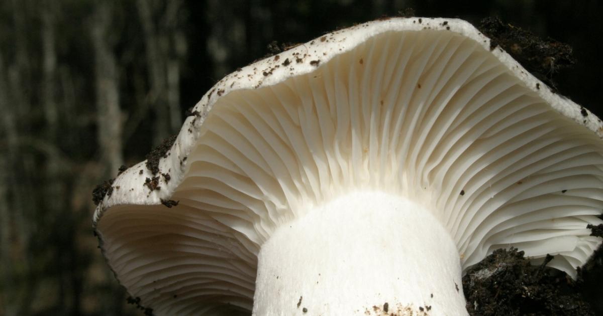 Ejemplar de seta marzuelos o seta de invierno.