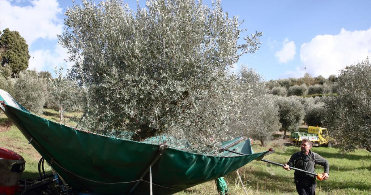 Recolección de aceitunas en un olivar italiano.