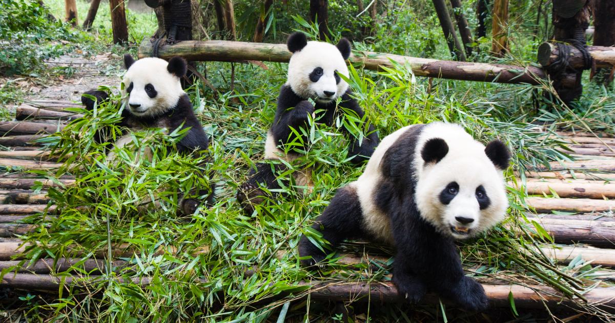 Osos panda comiendo y jugando.