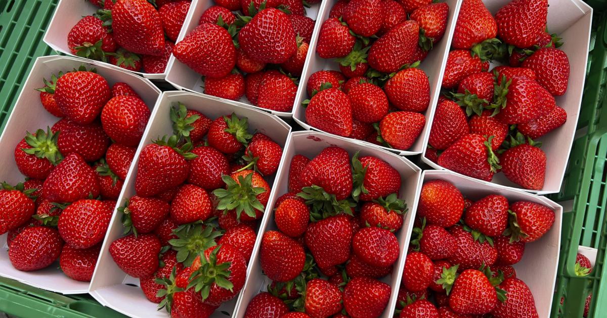 Imagen de archivo de fresas en una frutería.