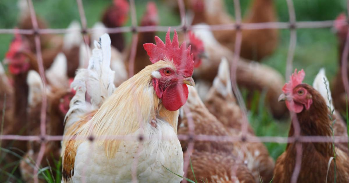 Gallinas ponedoras en una imagen de archivo.