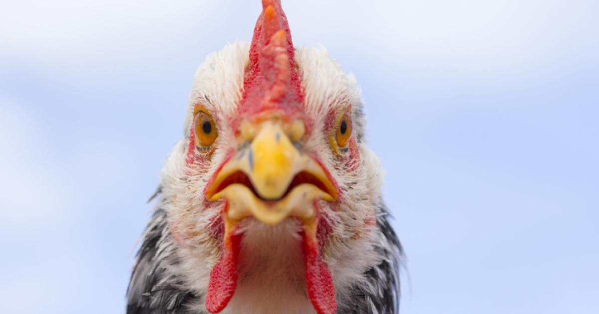 Imagen de archivo de una gallina.