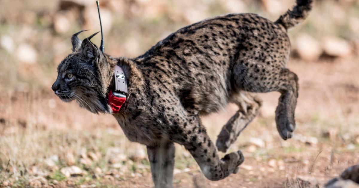 Un ejemplar de lince ibérico liberado dentro del plan de repoblación.