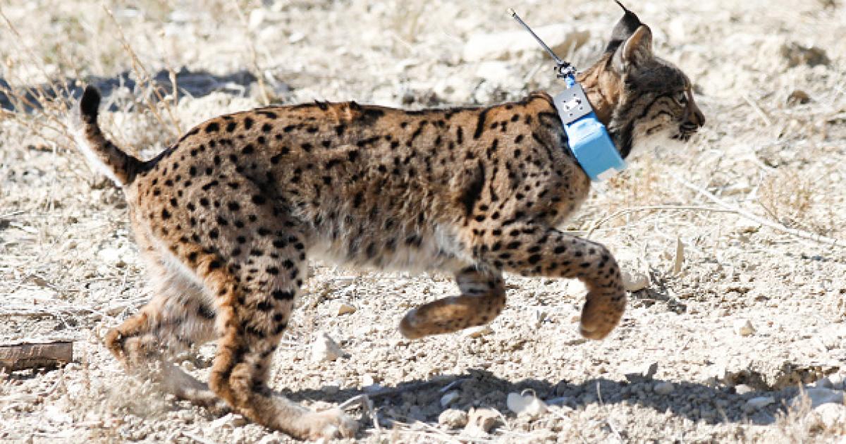 Lince ibérico liberado en el parque natural de Zarcilla de Ramos (Lorca, Murcia).