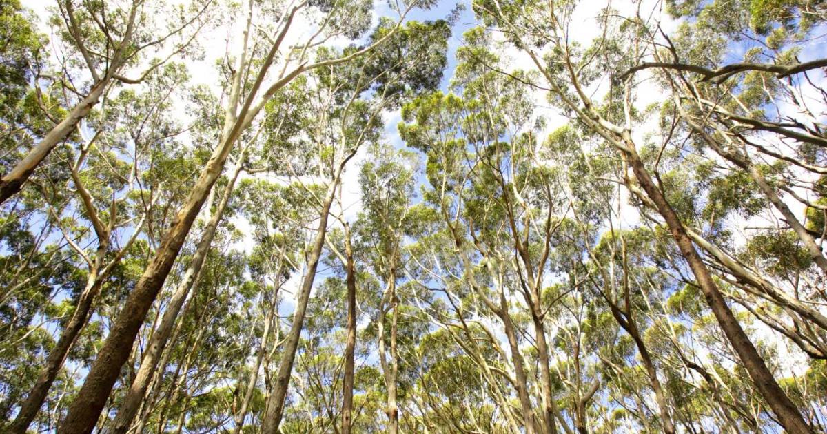 Bosque en el Parque Nacional de Booderee en Australia