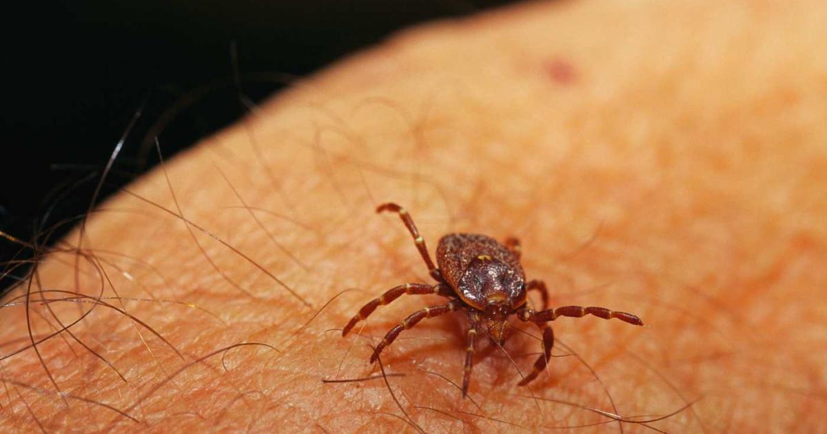 Aparece una garrapata