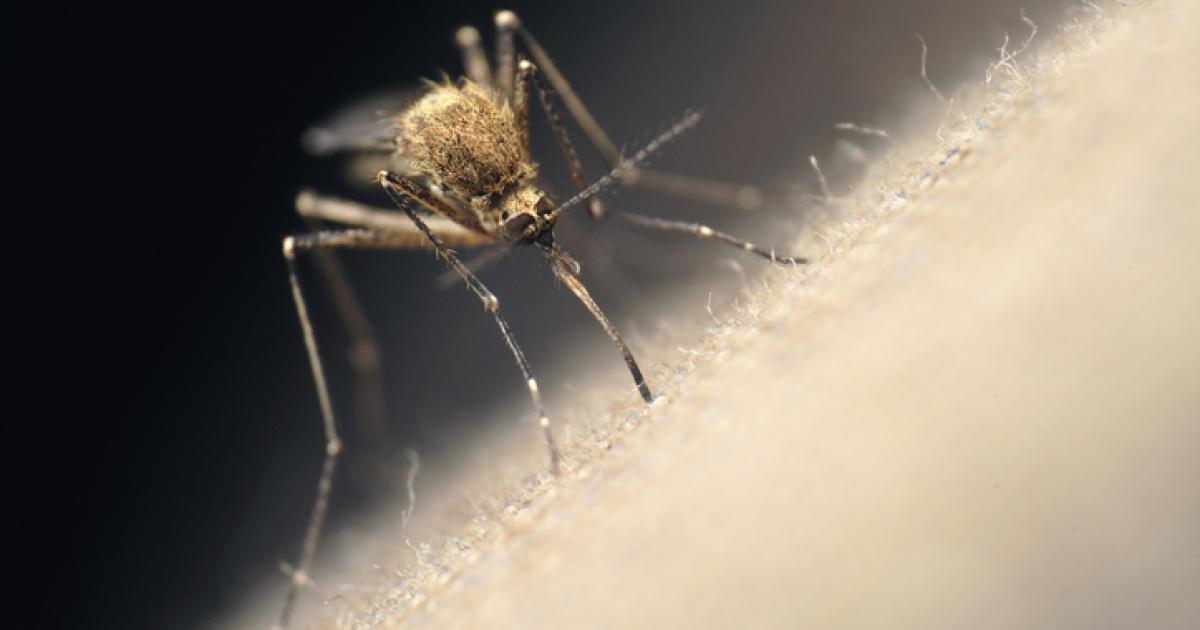 Imagen de archivo de un mosquito.