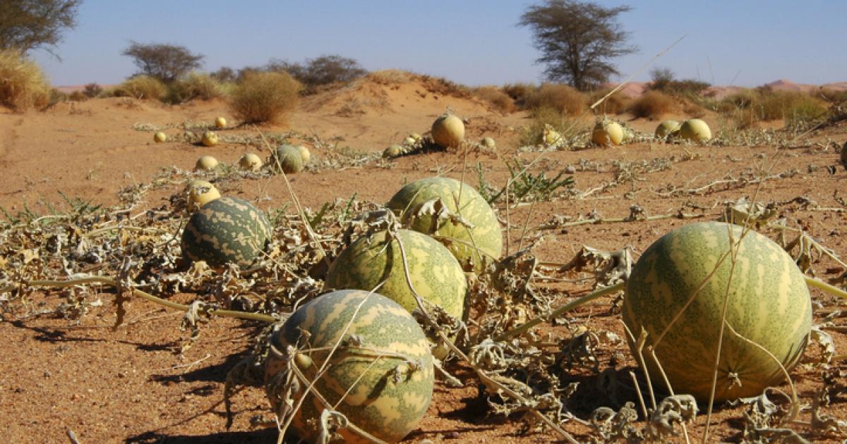 Imagen de archivo de varias sandías en un campo marroquí.
