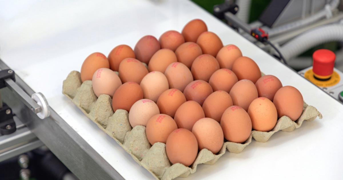 Imagen de archivo de huevos en una cinta transportadora.