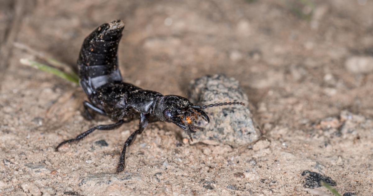 Imagen de archivo de un ejemplar de escarabajo errante o de la podredumbre ('Devil's Coach Horse'), en posición defensiva, en un bosque bávaro (Alemania).