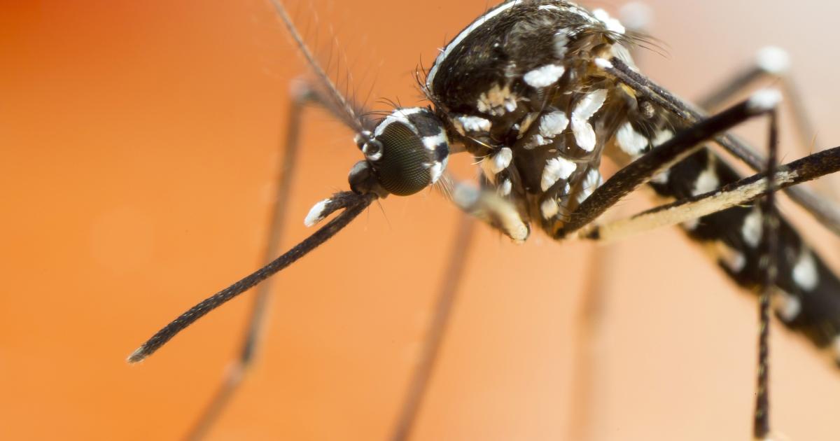 Imagen de archivo de un plano de talle de un ejemplar asiático de mosquito tigre ('Aedes albopictus'), conocido por ser transmisor de enfermedades como el dengue o la fiebre del Virus del Nilo.