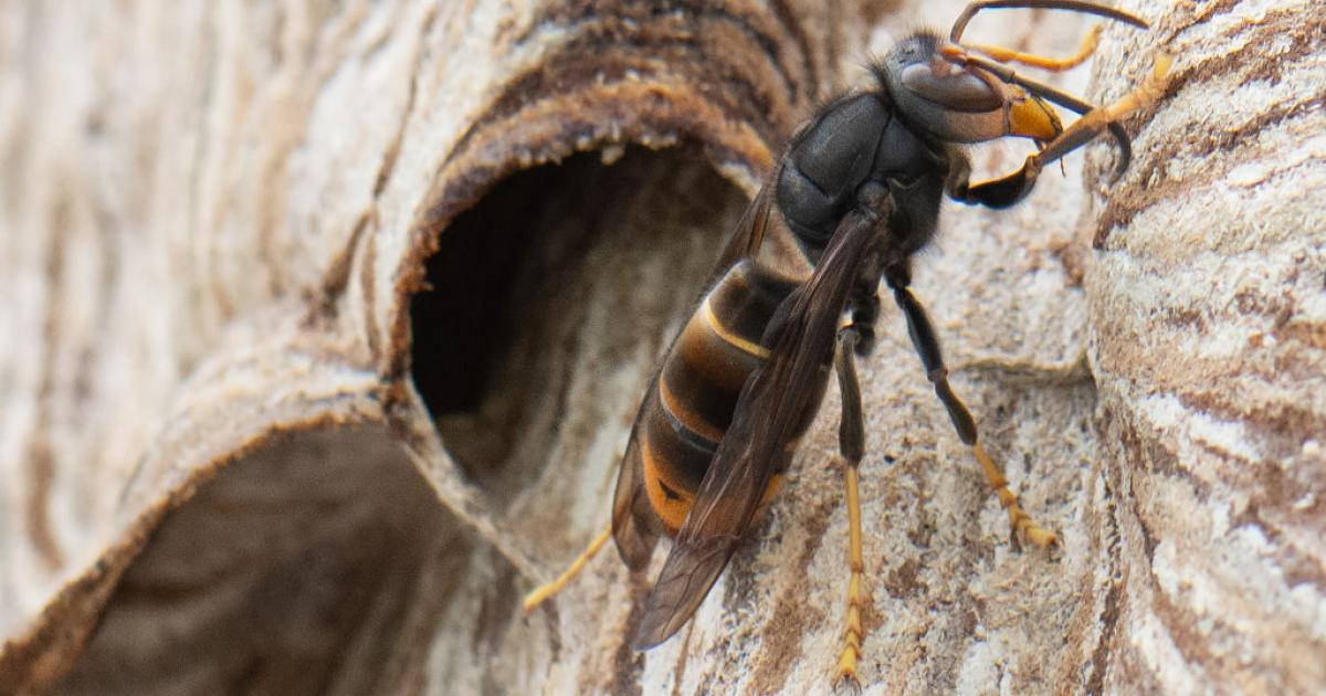 Una avispa asiática (Vespa velutina), en una imagen de archivo