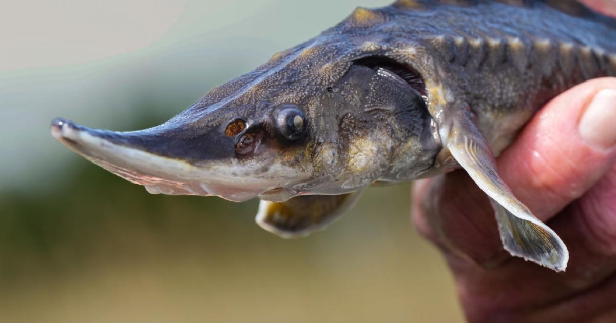 Un esturión, en una imagen de archivo