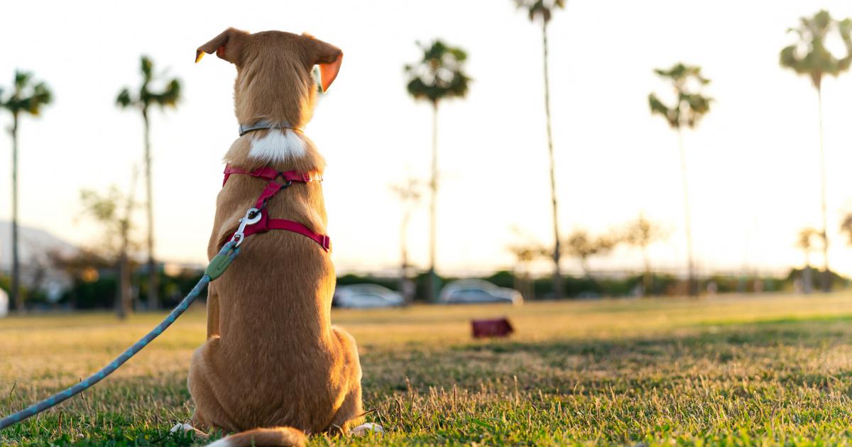Un perro pasea en un parque.