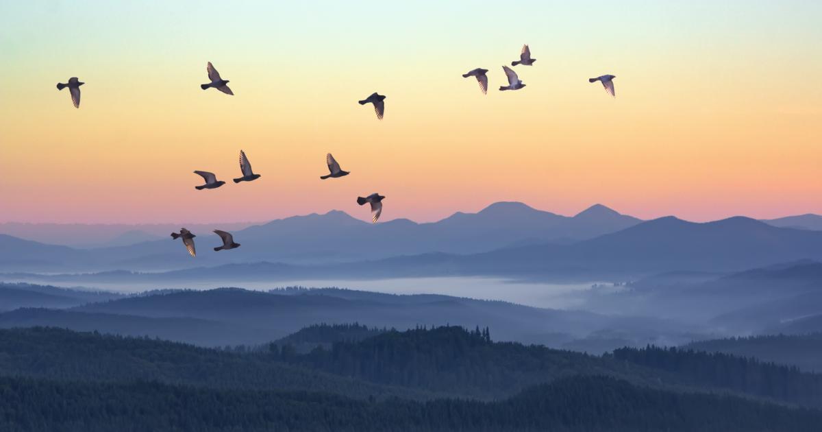 Un grupo de aves sobrevuela un sistema montañoso.