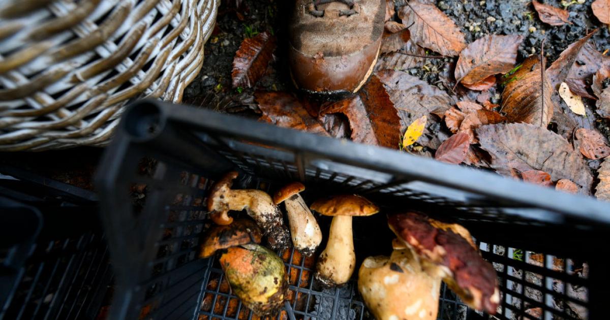 Recogida de setas en el municipio italiano de Villar Perosa.