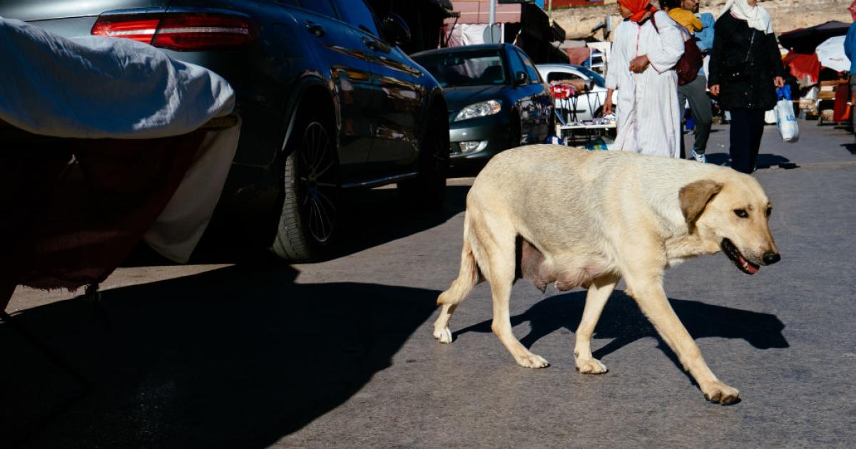 Imagen de archivo de un perro callejero en el mercado de Meknes (Marruecos).