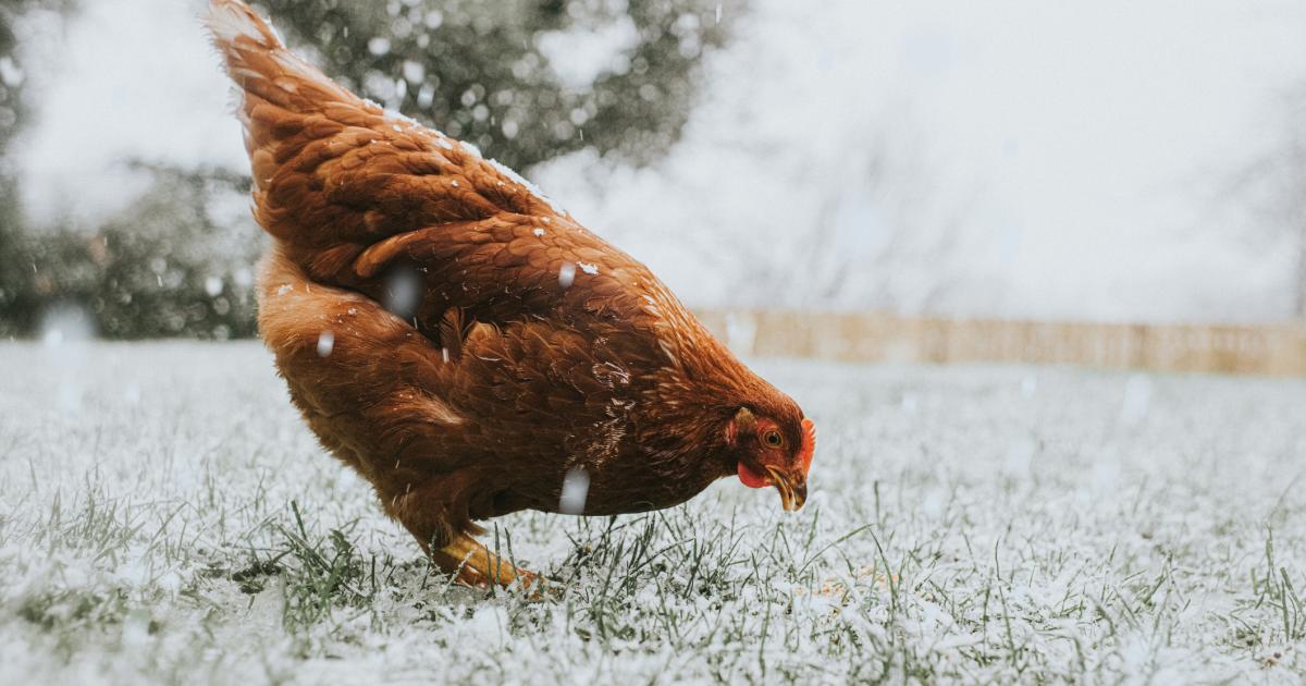 Imagen de una gallina bajo la nieve.