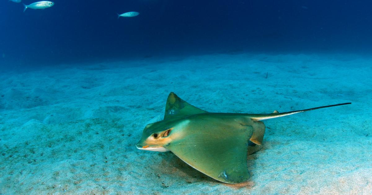 Un águila marina (Myliobatis aquila), en una imagen de archivo