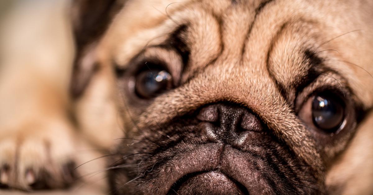 Imagen de archivo de un perro.