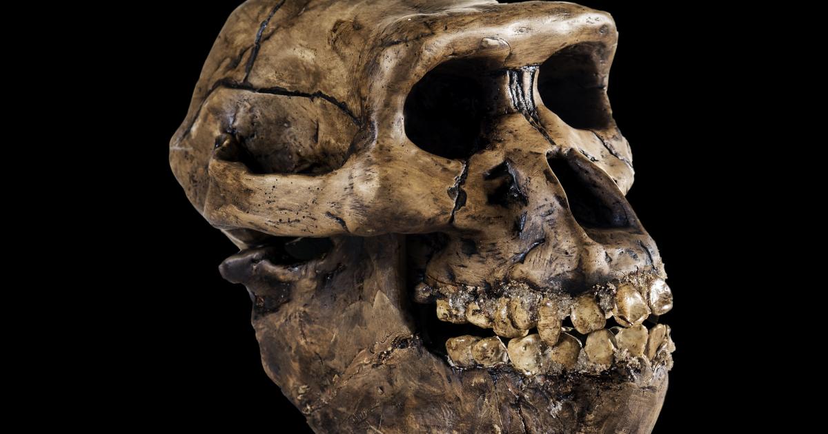 Cráneo de un Australophitecus