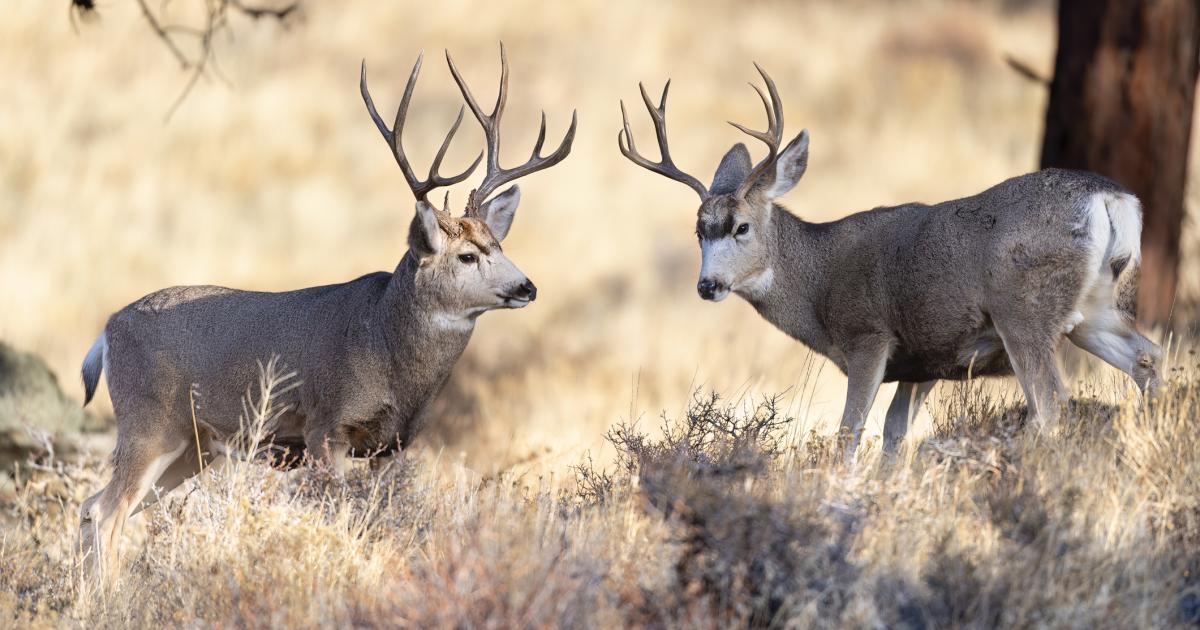 Dos ciervos, en una imagen de archivo