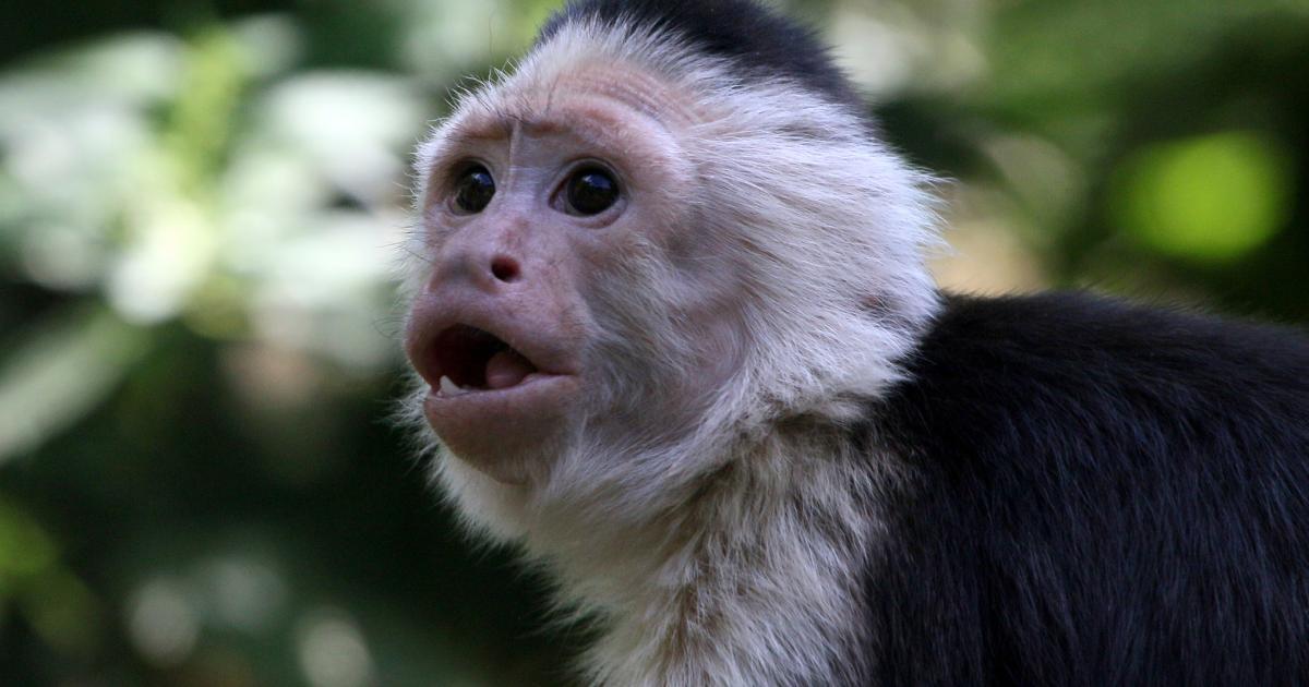 Mono capuchino cara blanca
