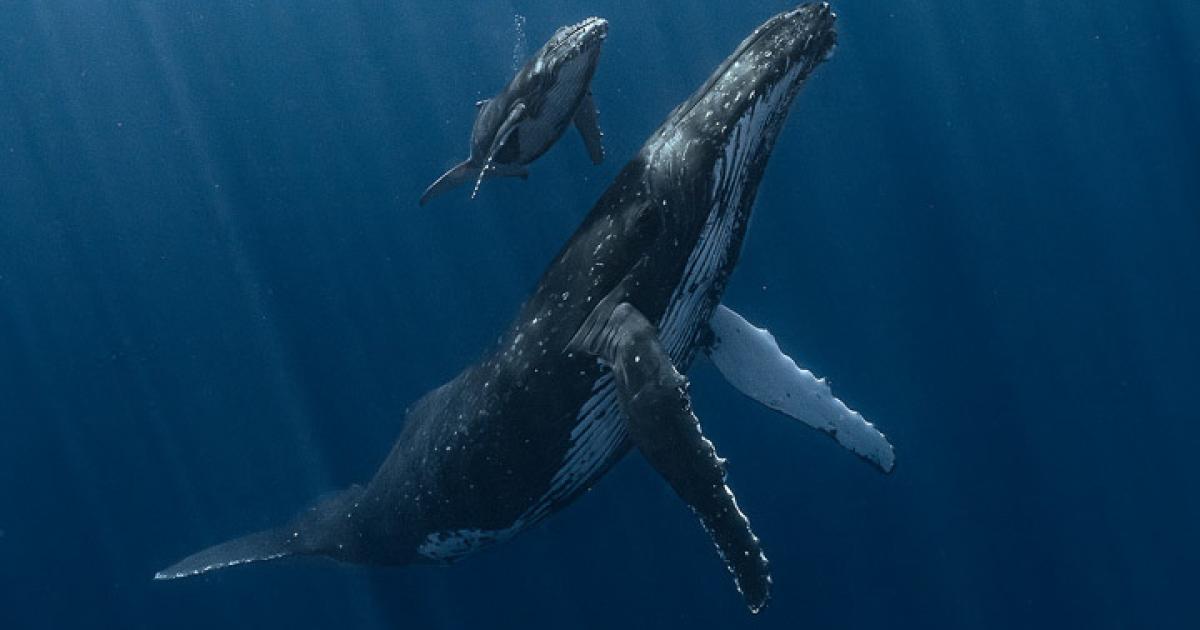 La fotografía de la ballena jorobada junto a su cría que ha convertido en Fotógrafo Subacuático del Año al español Álvaro Herrero