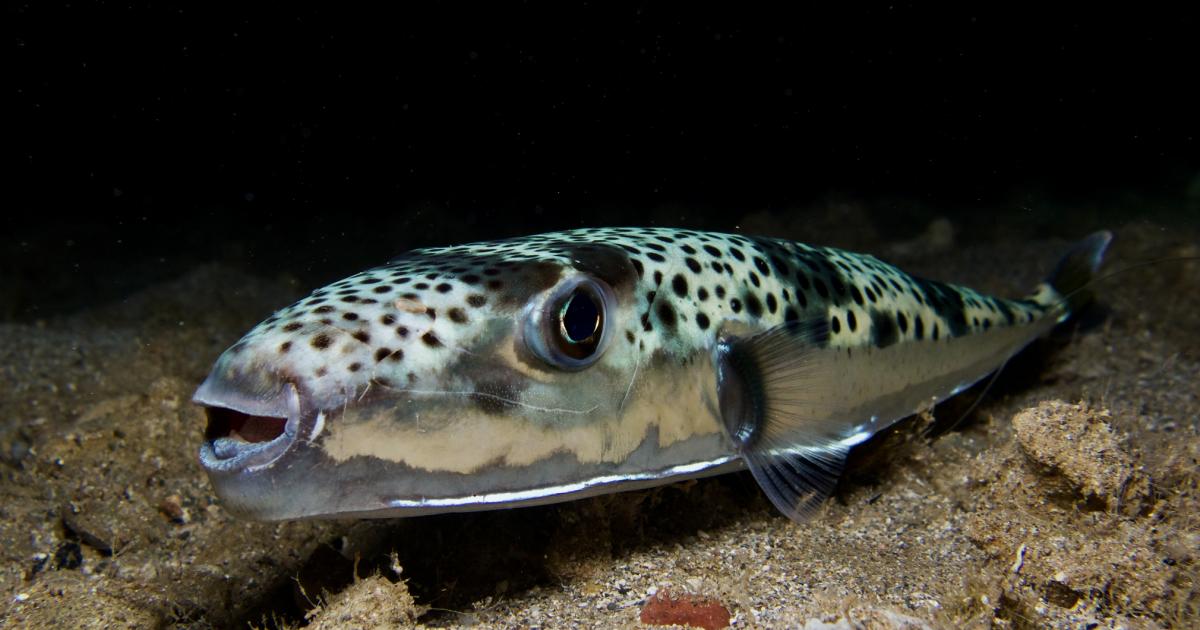 Imagen de archivo de un ejemplar de pez sapo plateado ('Lagocephalus sceleratus').