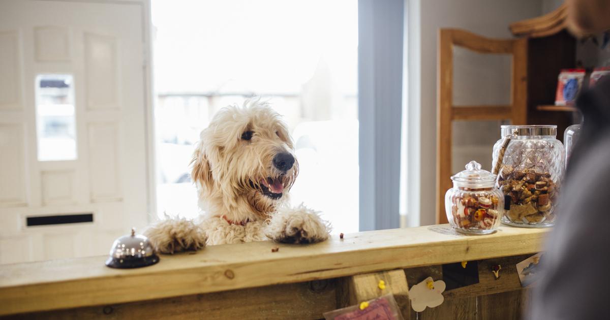 Un perro en la recepción de un hotel.