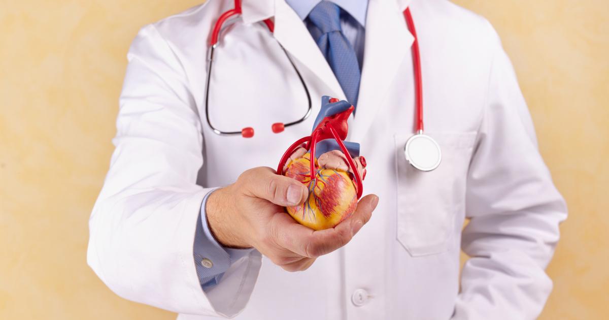 Un cardiólogo muestra una reproducción del corazón.