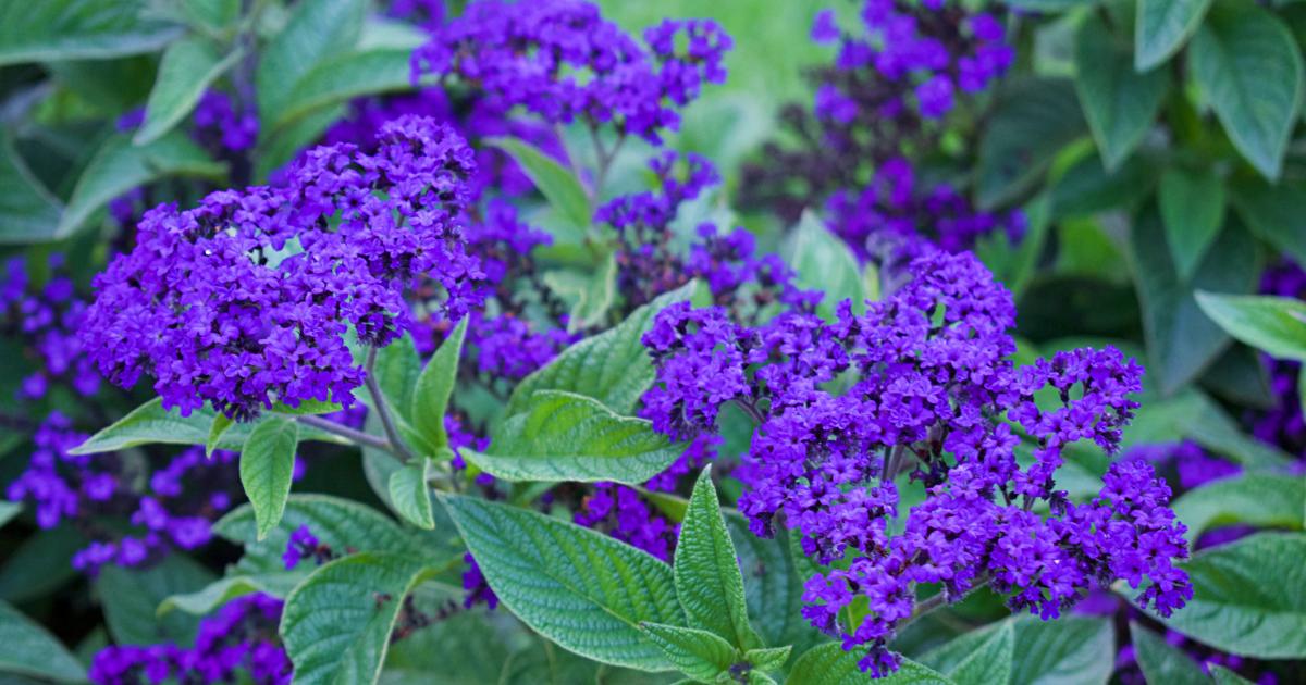 Flores de heliotropo.