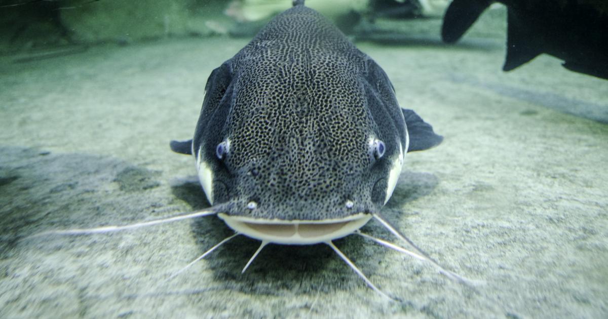 Imagen de archivo de un siluro.