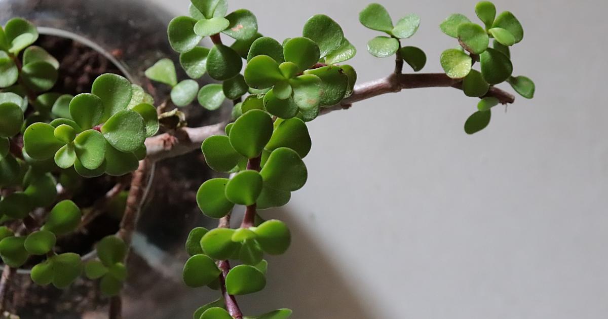 Crassula ovata.