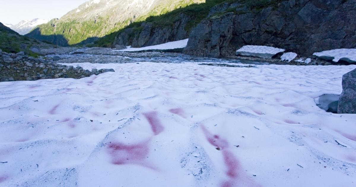 Imagen de archivo del fenómeno conocido como 'nieve de sandía', en Alaska (EEUU).